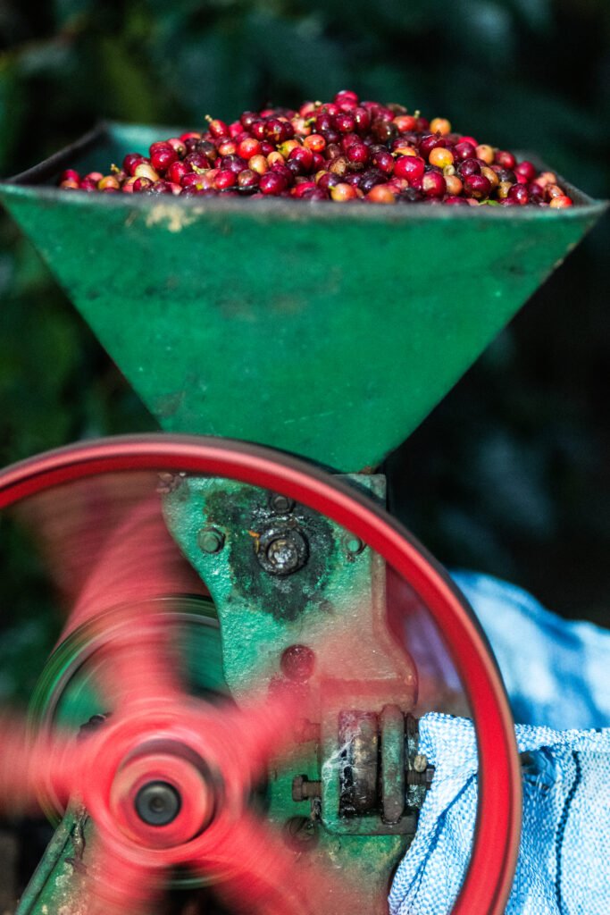 Despulpado y fermentación