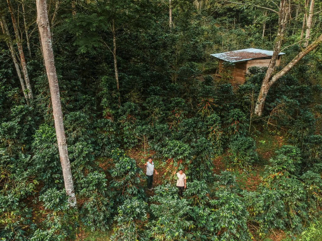 Cultivo agroforestal